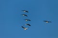Storks flying together in a clear blue sky Royalty Free Stock Photo