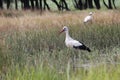 Storks in the Grass Royalty Free Stock Photo