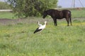 Storks and horse on a spring meadow. Royalty Free Stock Photo
