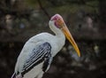 Storks are large, long-legged, long-necked wading birds