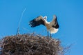 Storks in a large nest made of branches on a electricity pole in Algarve, Portugal Royalty Free Stock Photo