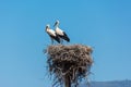 Storks in a large nest made of branches on a electricity pole in Algarve, Portugal