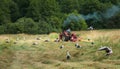 Storks in the meadow during haymaking