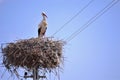 Storks are migratory birds that foreshadow the spring Royalty Free Stock Photo