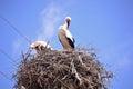 Storks are migratory birds that foreshadow the spring Royalty Free Stock Photo