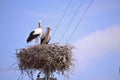 Storks are migratory birds that foreshadow the spring Royalty Free Stock Photo