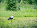 Storks in nature