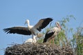Storks in nest Royalty Free Stock Photo
