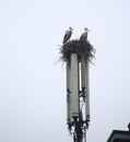 Storks nest above an mobile communications antenna