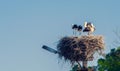 Storks in the nest. Bird`s nest on a pole. Wild nature. Toned photo Royalty Free Stock Photo