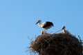 Storks in the nest on the blue sky . Royalty Free Stock Photo