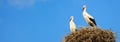 Storks in nest on blue sky background, wide panoramic banner with two white birds. Wild stork family in summer. Theme of nature,