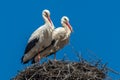 Storks in a nest blue sky