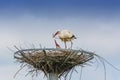 Storks nest building Royalty Free Stock Photo