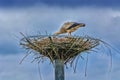Storks nest building Royalty Free Stock Photo