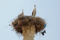 Storks in Nest - Capitoline Temple, Volubilis, Morocco