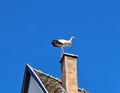 A stork perched on top of the church on the main square of Eguisheim, Alsace, France Royalty Free Stock Photo