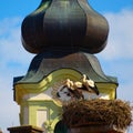 Storks In The Nest And Church Tower