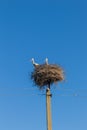 Storks in nest on electric pole against a blue sky
