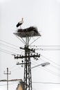 Storks in the nest on the elektrical pole Royalty Free Stock Photo