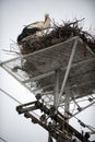 Storks in the nest on the elektrical pole Royalty Free Stock Photo