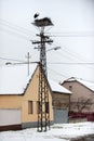 Storks in the nest on the elektrical pole Royalty Free Stock Photo