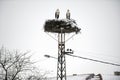 Storks in the nest on the elektrical pole Royalty Free Stock Photo