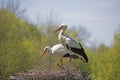 Storks in the nest Royalty Free Stock Photo