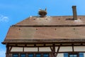 Storks on nest on house roof, white stork family living in city Royalty Free Stock Photo