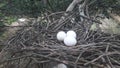 Storks nest in orange trees