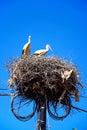Storks in a nest, Portugal. Royalty Free Stock Photo