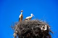 Storks in a nest, Portugal. Royalty Free Stock Photo