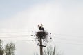 Storks in the nest on a power line