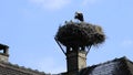 Storks in a nest on a roof in the village of Selz