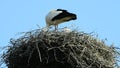 Storks in a nest on a roof
