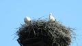 Storks in a nest on a roof