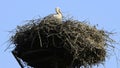 Storks in a nest