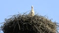 Storks in a nest