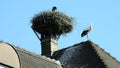 Storks in a nest