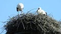 Storks in a nest