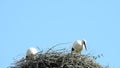 Storks in a nest