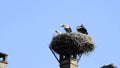 Storks in a nest on a roof in the village of Selz, Alsace, France