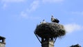 Storks in a nest on a roof in the village of Selz