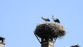 Storks in a nest on a roof in the village of Selz