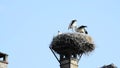 Storks in a nest on a roof in the village of Selz