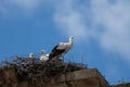 Storks in nest on rooftop against blue sky Royalty Free Stock Photo