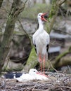 Storks in the nest Royalty Free Stock Photo