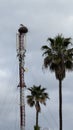 Storks nest Royalty Free Stock Photo