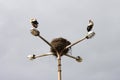 Storks with nest on the street lamp on a grey sky background, horizontal view. Royalty Free Stock Photo