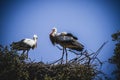 Storks nest on a summer afternoon